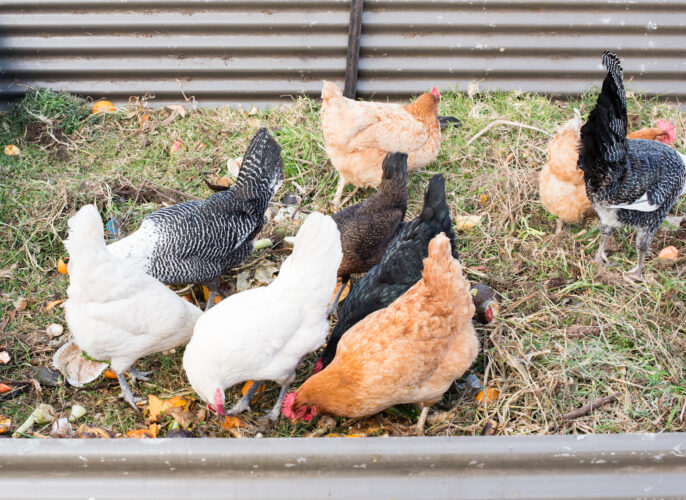 Can You Use Food Waste to Feed Poultry?
